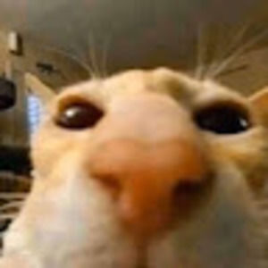 Meet your Posher, Jaiden